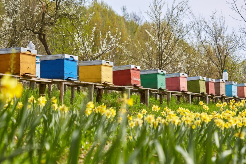 A row of bee hives among a field of flowers bordering an orchard